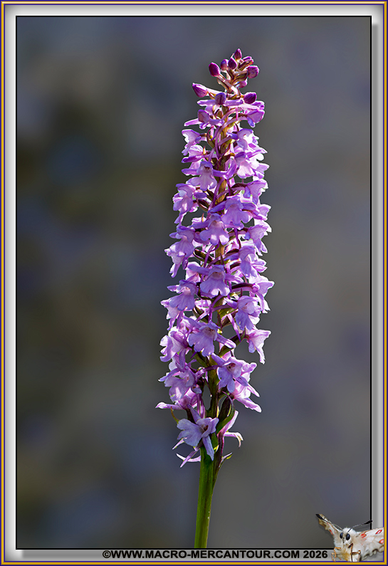 Orchis moucheron